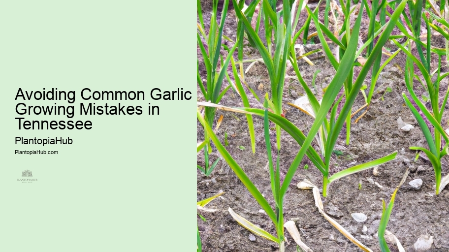 Avoiding Common Garlic Growing Mistakes in Tennessee