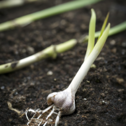 DIY Garlic-Based Pesticides for Organic Farming