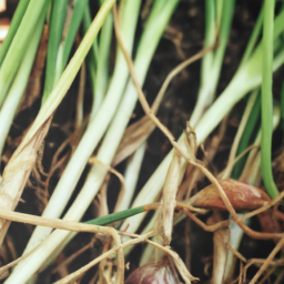Garlic Farming Workshops and Educational Resources