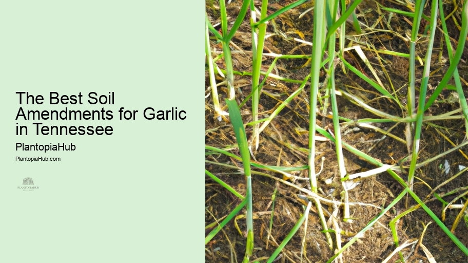 The Best Soil Amendments for Garlic in Tennessee